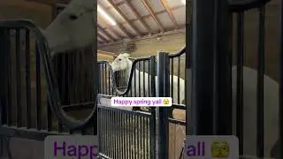 How can you tell if your mare is in season? 🤔