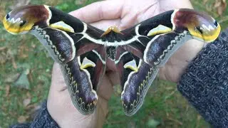 Life-Cycle in ONE Minute: Ancient Malay Atlas Moths (Archaeoattacus malayanus)