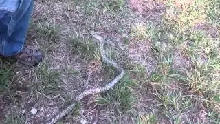 Buttermilk Racer (Coluber constrictor anthicus) Extreamly Large Snake and Very White