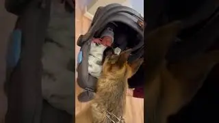 Adorable Dog Meets Family's New Baby!