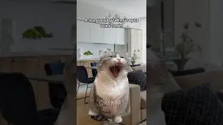Коты и шторы 🤣 #rywras #memecat #cat #meme #memas #newyear #memecats #humor #lol #okak