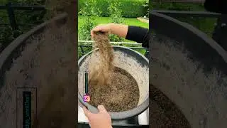 Poa Trivialis bek&auml;mpfen mit Vorgekeimtem Saatgut #lawn #rasen #rasenliebe #vorgekeimt