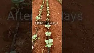 Fast forward seed to harvest cauliflower growing :) #shorts #cauliflower #seed #harvest