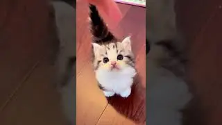 Face challenge with a positive attitude, will grow brighter.  #kitten #cat #cute