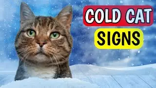 18 Hidden Signs Your Cat is Too Cold 🥶😿 (Don't Miss These!)