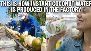 From Fresh Coconut to Instant Drink: Inside A Mega Factory🏝🌤