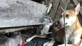 #dogs #doglife #amazingdogs #shortvideo #shortdogs #cutedogs #beautifuldogs #funnydogs #babydog