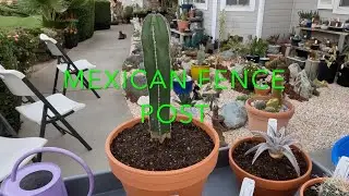 planet desert unboxing 2