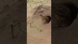 Simple Quail Trap DIY #shortvideo #short #ytshorts