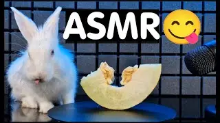 MELON THIEF! My Bunny&rsquo;s Secret Obsession Will SHOCK You 🐰🍈
