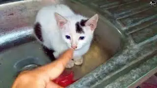 Curious Kitten in the Sink | Cutest Kitchen Surprise Ever!