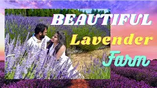 Lavender Valley Farm | Mt Hood | Lavender Farm in USA | Oregon | Telugu Vlogs from USA |Lavendervlog