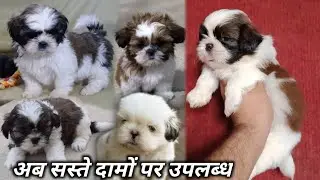 Cheapest Price Shitzu dog puppies for sale in Delhi Ncr | Delhi Ncr Dog bazar 