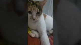 Diana The Calico Wants Pets :) #cat #calico #pet #catvideos #catshorts