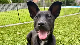 ADOPT FOREST