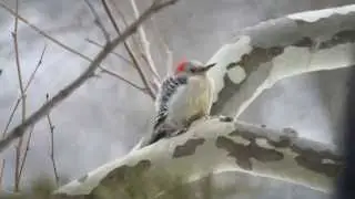 Cold Birds