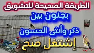 الطريقة الصحيحة للتشويق بين ذكر وأنثى الحسون | إشتغل صح