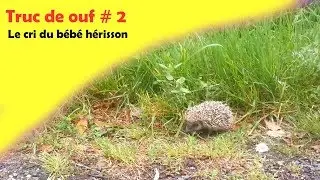 Truc de ouf #2 Le cri du bébé hérisson