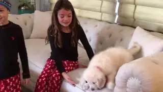 Christmas puppy surprise for the Kids. English Golden Retriever.