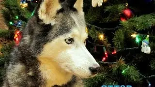 Dog Opening Gifts at Christmas! Shiloh and Shelby 2008 Flashback!