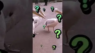 A must have animal for Planet Zoo?