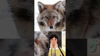 Soren might be a Coyote~ #Rebeca828ss #AFKjourney #vtuber #coyote