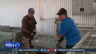 Lobster Industry