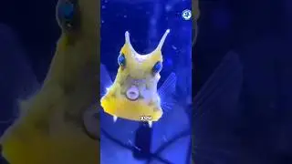 A longhorn cowfish with maxed-out combat power #foryou #funny #animals #cute #shorts