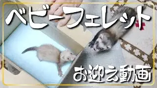 赤ちゃんフェレットお迎え動画　生後２ヶ月　ferret!!!  The day a baby ferret became a family.