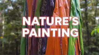 The Rainbow Eucalyptus: Why This Tree Looks Painted (Science Explained)