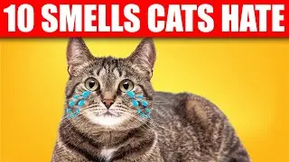 10 SMELLS That CATS HATE 🐱❌ Scents They Can't Stand