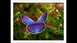 Rarest Butterfly in the world | Palos Verdes Blue || Nature Girl Priya || All Over The World