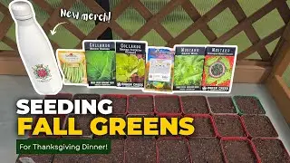Seeding Fall Greens for Thanksgiving Dinner herb  Potting Collards, Mustard & Beans