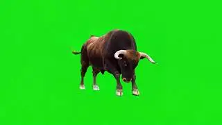 Toro Bravo Bull Charging Green Screen