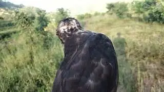 Accipiter gularis hunting, edisi ngabuburit 2024 #sparrowhawk #kabit #bird #berburuburungruakruak