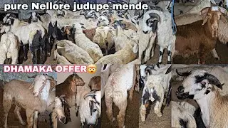 Market se kam 🤯 Mein Nellore judupe quality wale 😱 | Ongole breed | Andhra ki nasl ke Bakre