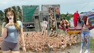 The ducks run around in the fields, frolicking and the car chase makes the audience jump.