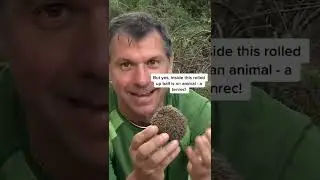 short #shortvideo #shorts #shortsvideo Activate Hedgehog Tenrec Powers! #wi...
