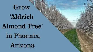 Grow Almond Aldrich, Sweet Almond Nut Tree in Phoenix, Arizona