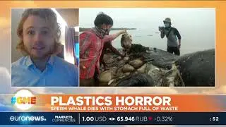 Plastics Horror: whale dies with stomach full of waste in Indonesia | #GME