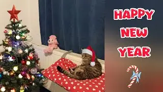 Fluffy Discovers the Magical New Year Tree Ornaments 😻🎄#catsquad