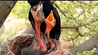 Fork-tailed drongo babies are so hungry || Bird Plus Animals