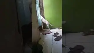 yT3KoPC PCCCP A &Euml;C