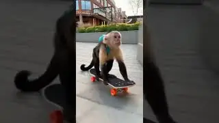 Este mono sabe trucos incre&iacute;bles en patineta 🛹😎