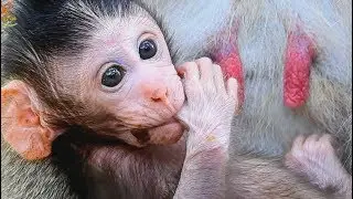Mom not reject why not get milk - Baby Janet hungry Why not get milk ...