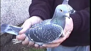 Видео 193: Братья Уорд из Риски: ведущие голубиные гонщики