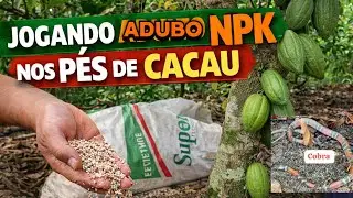 🍀 Jogando NPK nos pés de cacau e achamos uma cobra 😱😱🐍
