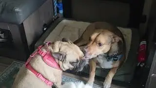 The Dogs loving on each other while we are fultime work camping on a farm.