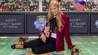 Kitten Bowl III On-Location