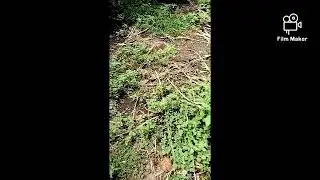 I visited a pig farm in Abia state Nigeria